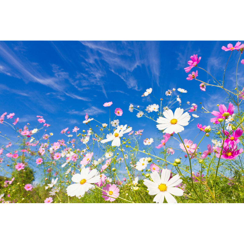 Cosmos Flower par Kenjii-T - Photographie sur toile tendue, L 12 po x H 8 po