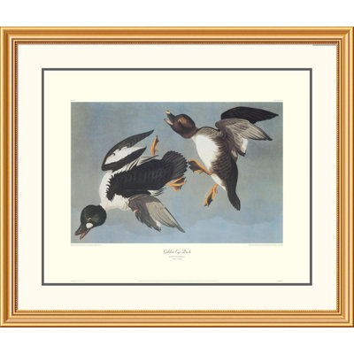 Golden-Eye Duck by John James Audubon Framed Painting Print