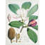 Magnolia Hodgsonii, 1855 by Walter Hood Fitch - Art Prints on Canvas-2022239785