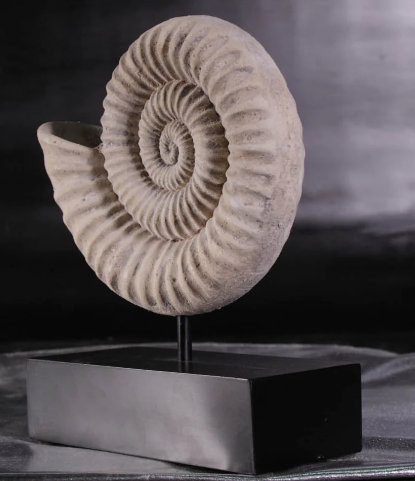 Statue en spirale de coquille fossile Algol