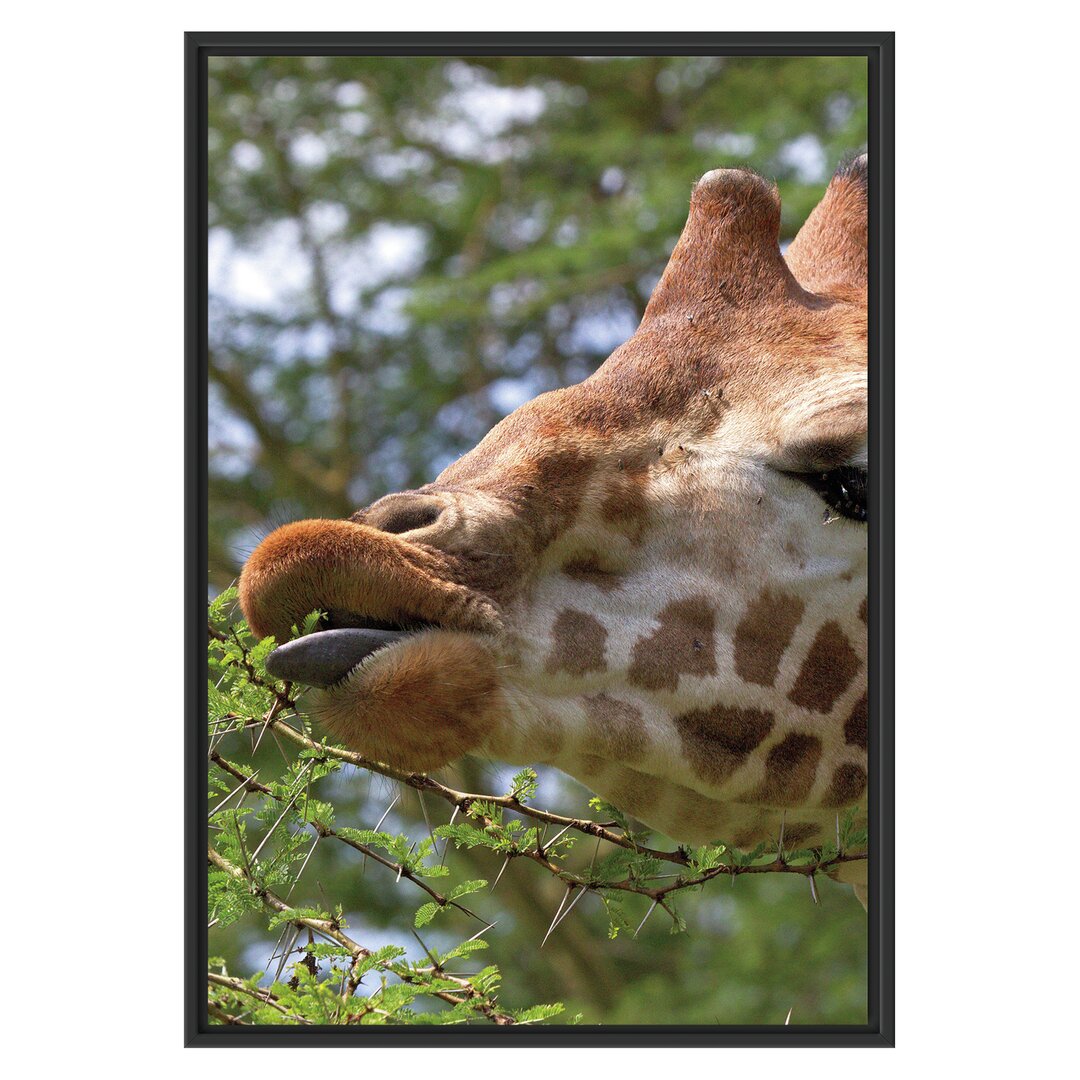 Gerahmtes Wandbild niedliche Giraffe beim Fressen