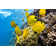 Corum Butterfly Fish by Crisod - Wrapped Canvas Photograph