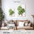 Keiri Carob Tree-108640977