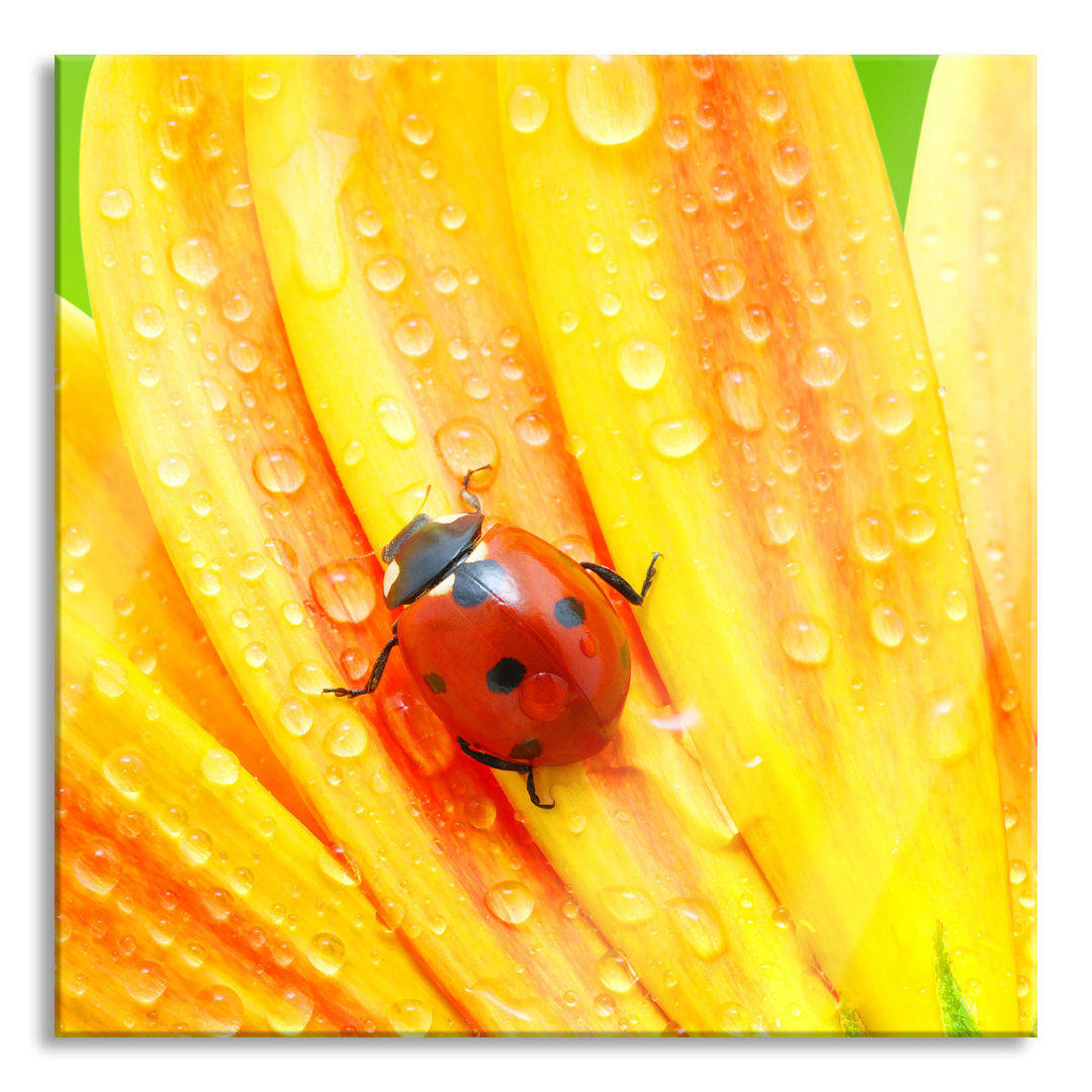 Ungerahmtes Foto auf Glas "Ladybird on Yellow Flower"