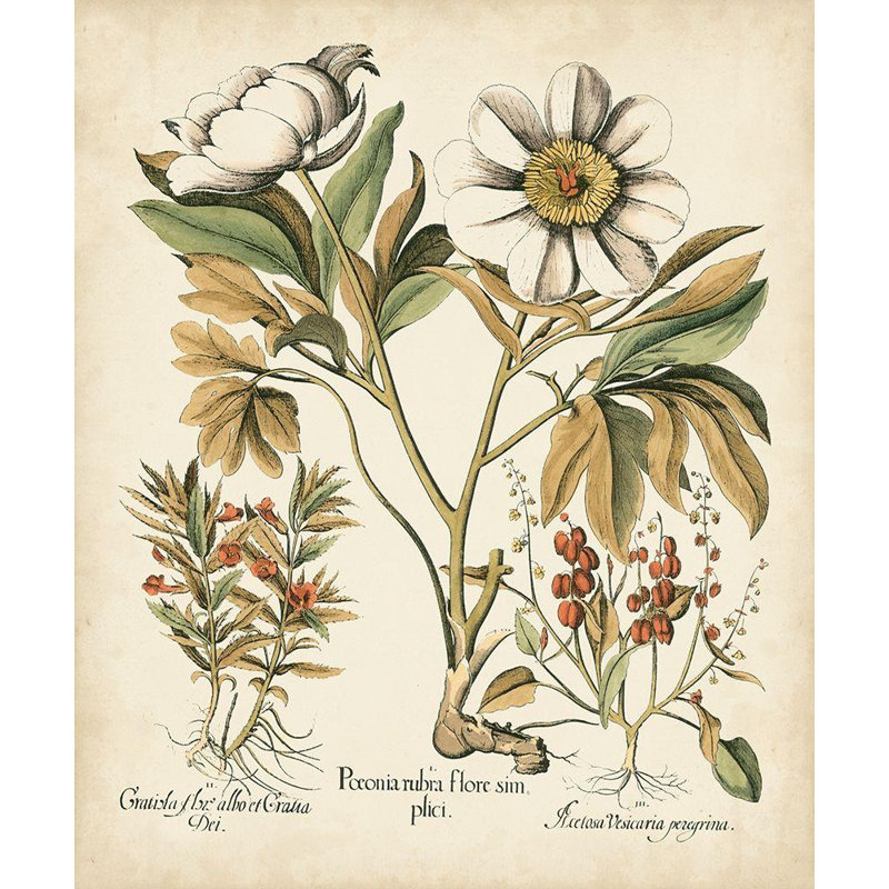 Lark Manor Besler, Basilius Gallery Wrapped Canvas Art Titled: Ivory Peonies IV, 42" H x 36" W