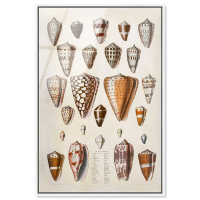 Affiche vintage encadrée « Conus Cones » par Art Remedy, impression acrylique, cadre blanc, 20 x 30