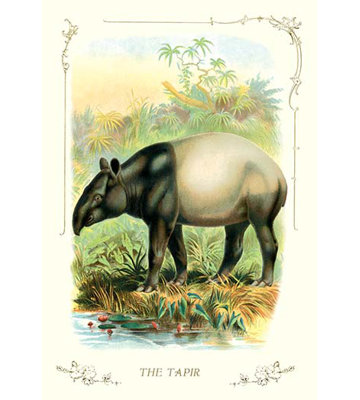 « the tapir », reproduction d’art