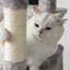 habitation pour chat 66 "McCurry-185038776