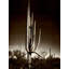 Saguaro, Arizona-107115929