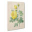 The Yellow Roses by Pierre-Joseph Redoute - Wrapped Canvas-55358599