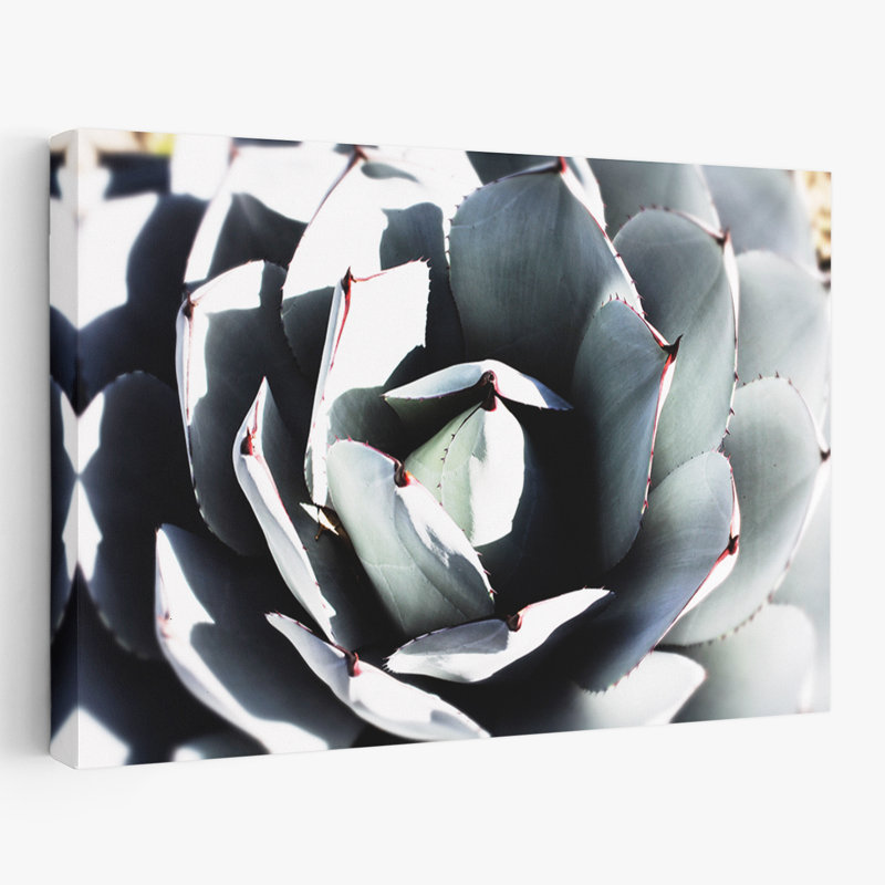 Paysage, nature, plantes, fleurs, plante grasse printanière, H 16 po x l 24 po