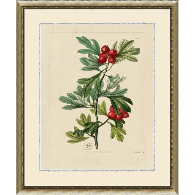 Wilts Red Berries I Print