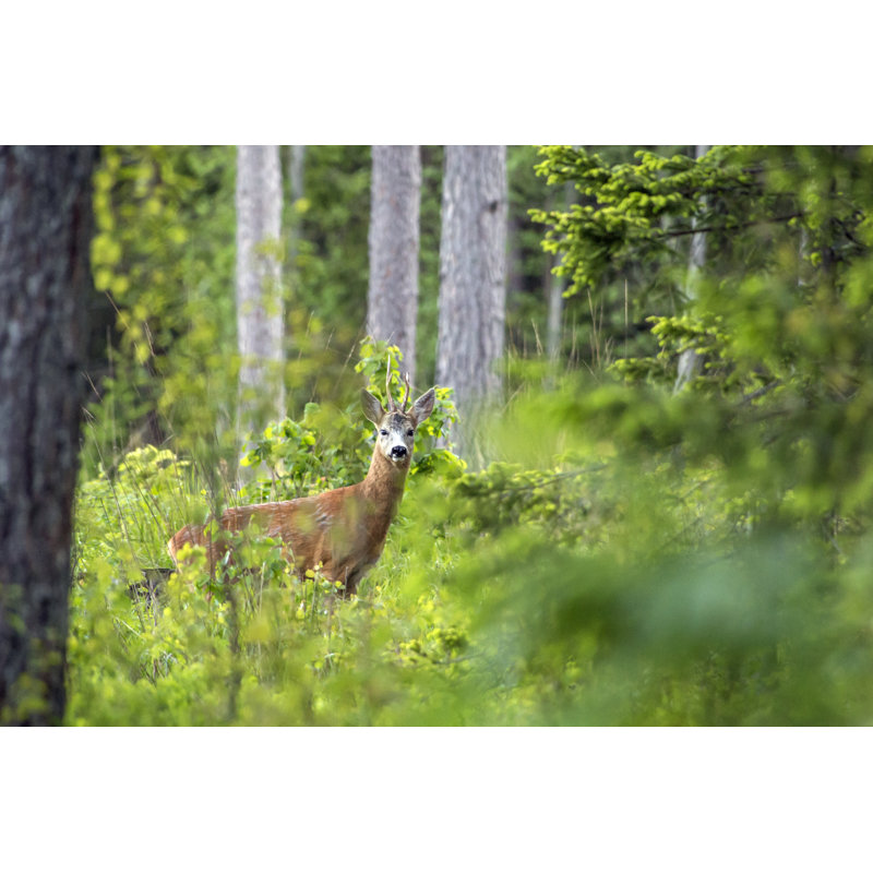 Roe Deer by ErikKarits - Wrapped Canvas Print, 51cm H x 76cm W