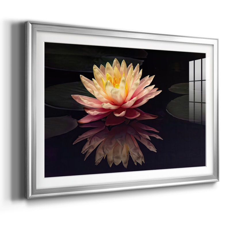 Photographie, étude, nénuphar encadré sur papier, Argent, H 30 po x l 44 po x P 1,5 po