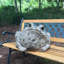 Statue de jardin «Jumbo» Toad Hollow Classic-986785111