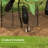Garden Chicken Wire Cloche, 12" x 14" Plant Protectors from Animals, 4 Pack Metal Crop Cages to Keep Animals Out, Black
