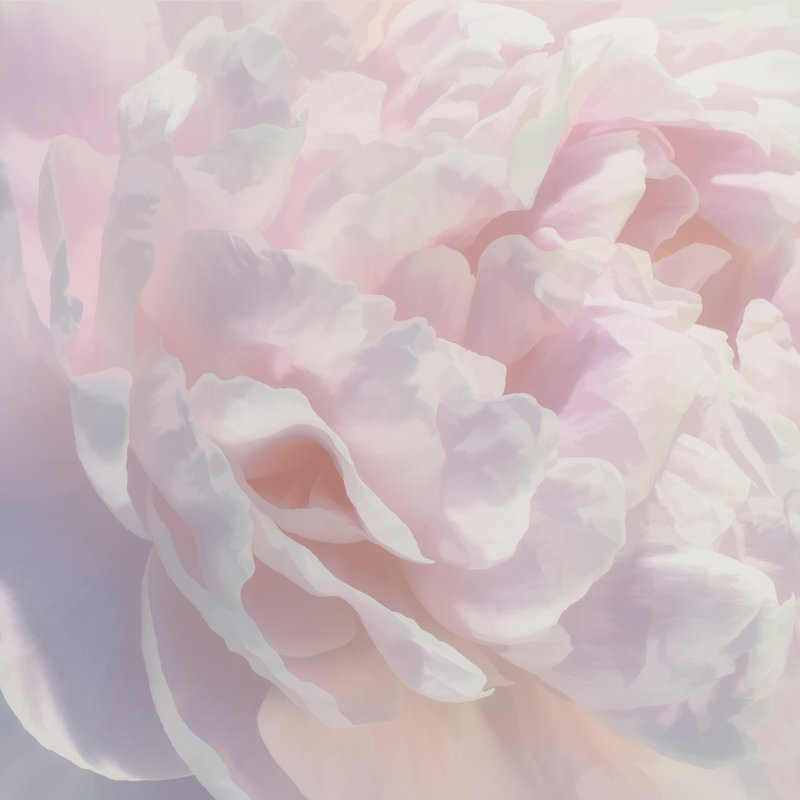 «Breeda Peony Pink Blush I» par David Pollard - reproduction d'art sur toile tendue, H 36 po x l 36 po