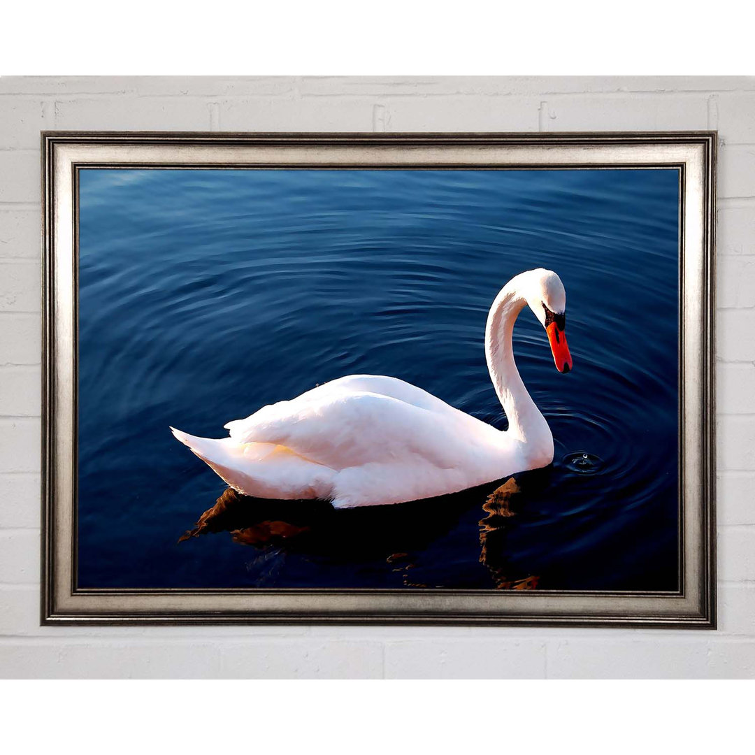 Weißer Schwan im Wasser Gerahmter Druck