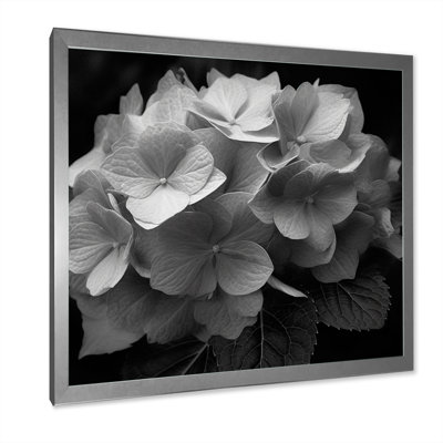 " Grey White Hydrangea Bloom III "