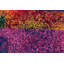 Evandale Wool Oriental Rug