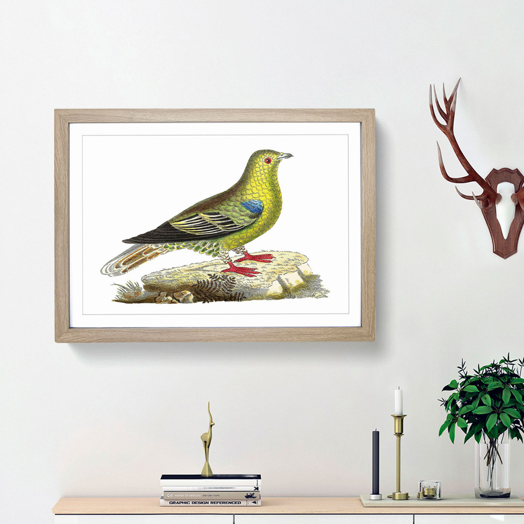 Madagascar Pigeon by George Shaw - Framed Print