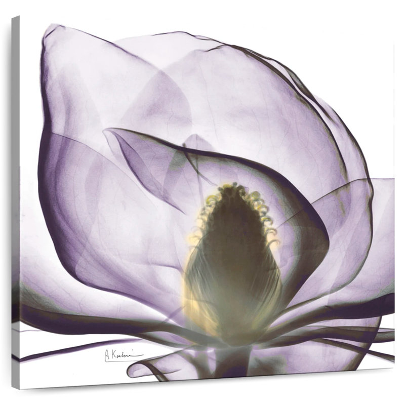 Harnek Magnolia X-ray