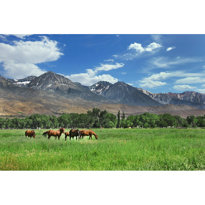 Horses Grazing by Tobkatrina - Wrapped Canvas Print, 61cm H x 91cm W x 3.8cm D