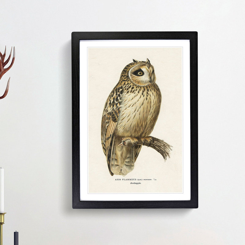 Short-Eared Owl by Von Wright - Picture Frame Painting Print, Black, 91cm H x 60cm W x 2cm D