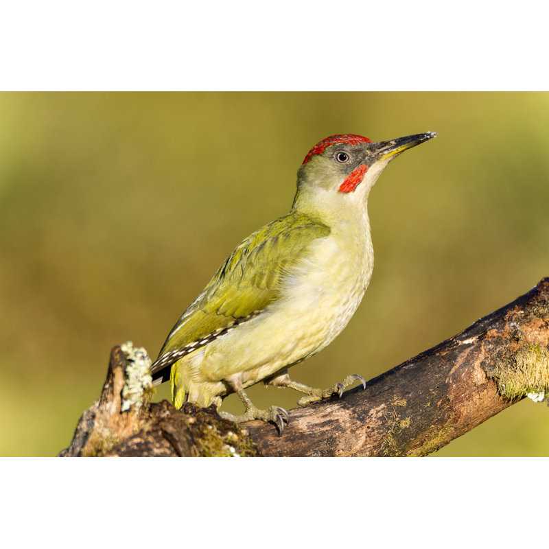 Green Woodpecker by Studioimagen73 - Wrapped Canvas Print, 61cm H x 91cm W