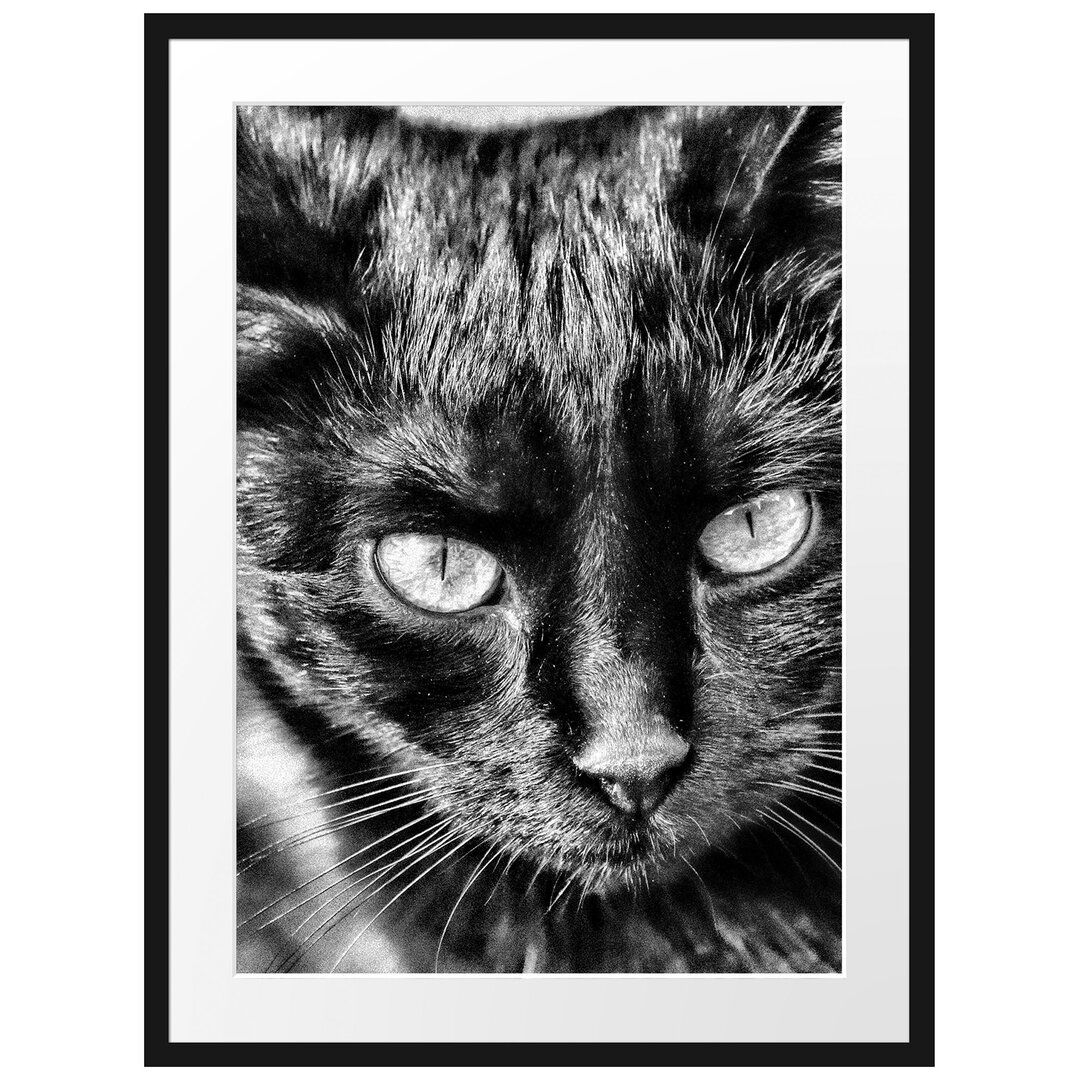 Gerahmtes Fotoposter "Schwarze Katze