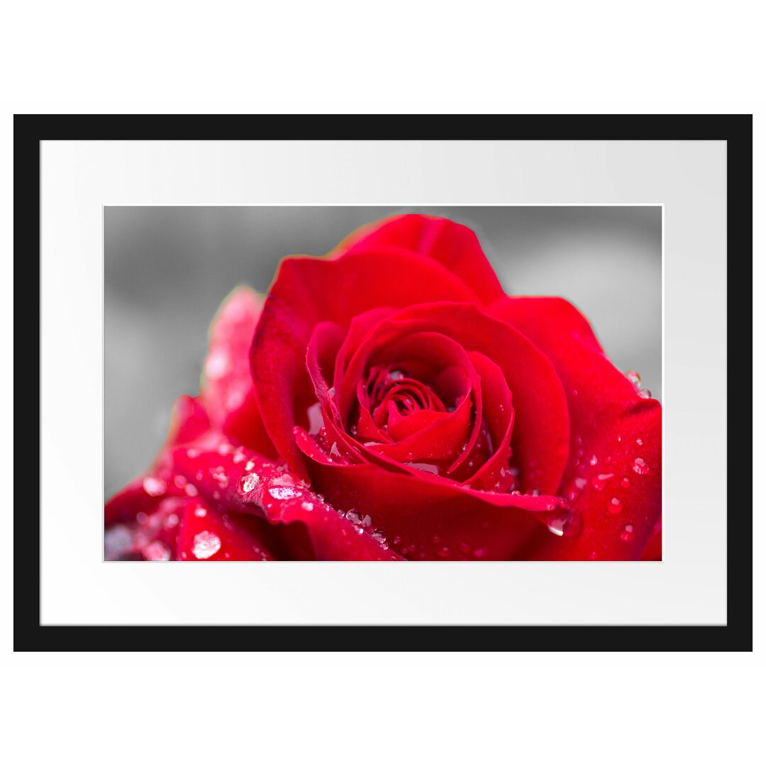 Gerahmtes Poster Rose mit Wassertropfen