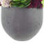 Arrangement de plantes grasses en pot de fibres