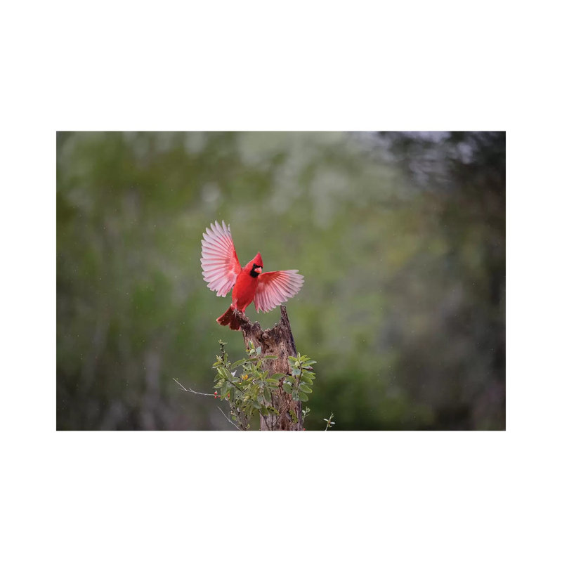 Northern Cardinal Landing by Larry Ditto - Wrapped Canvas Gallery-Wrapped Canvas Giclée, 20.32 cm H x 30.48 cm W