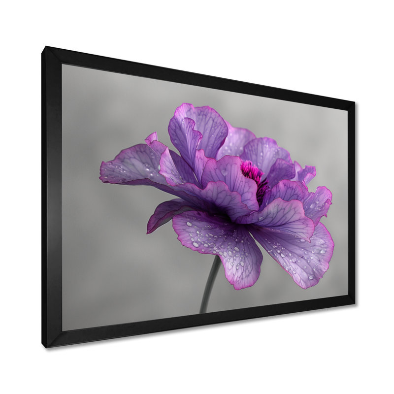 Mauve gris, fragiles pétales de souci - art mural souci, Cadre simple noir, bois massif, H 30 po x l 40 po