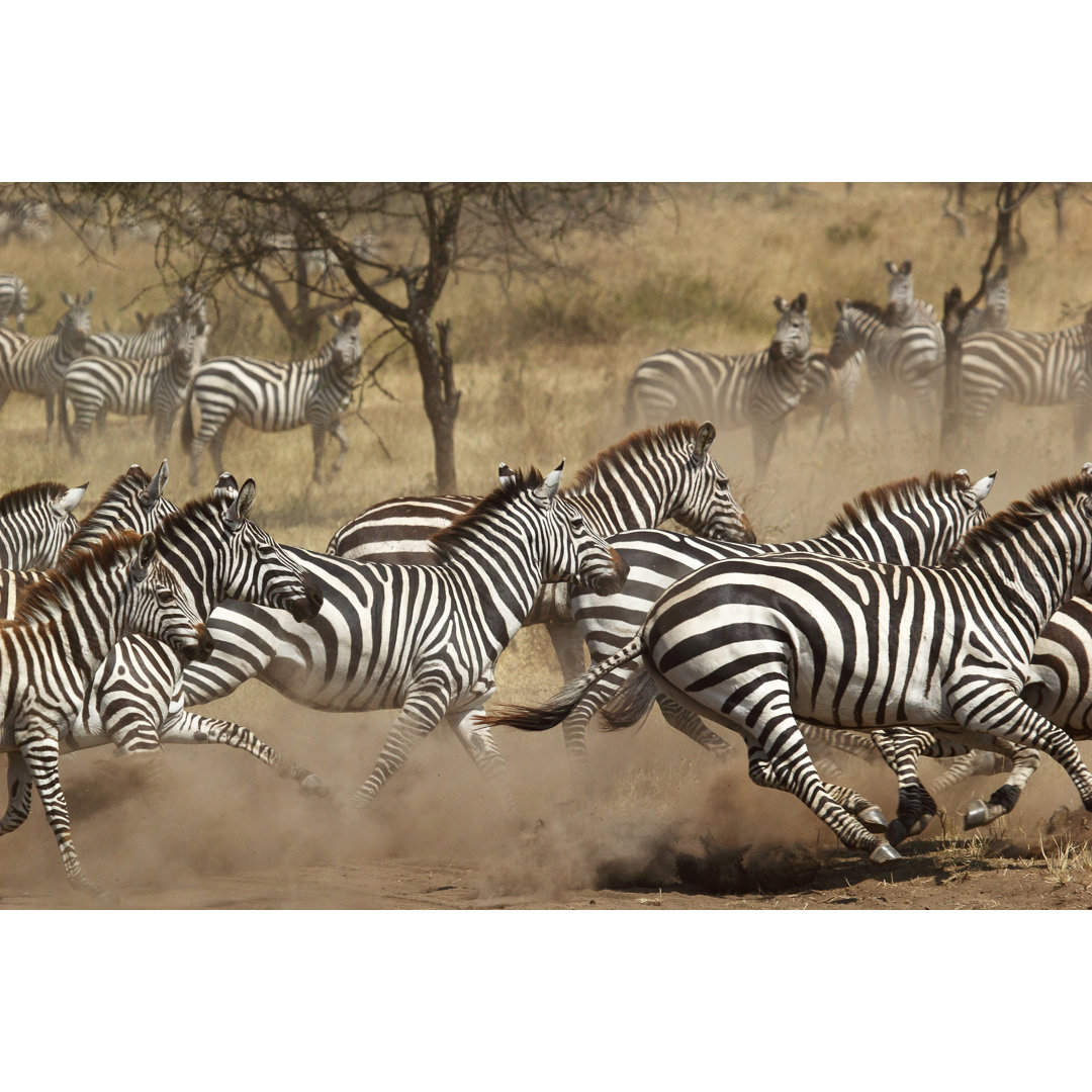 Leinwandbild Herd of Zebras Gallopping