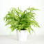 Faux Fern Plant in Ceramic Planter