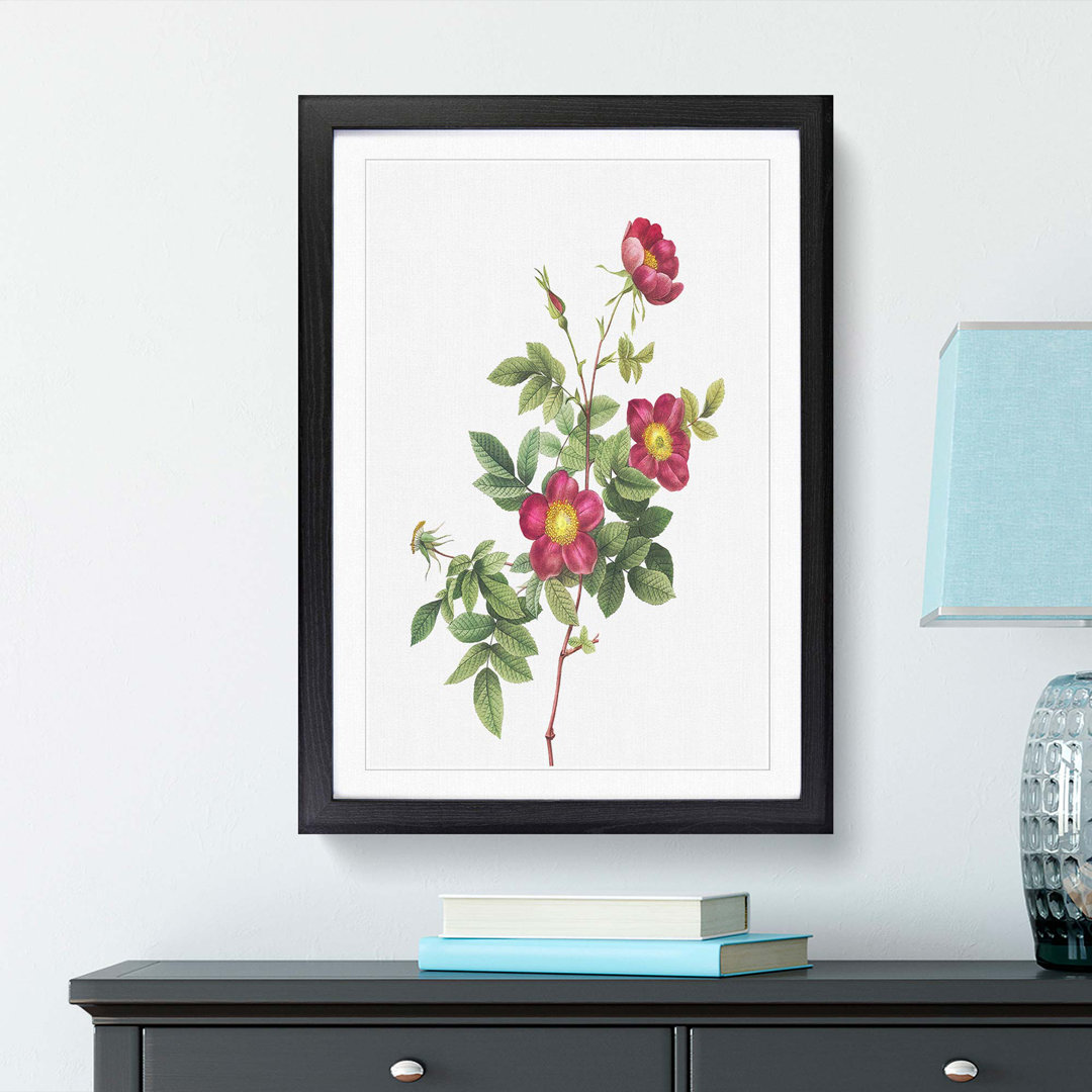 Common Alpine Rose in Pink by Pierre-Joseph Redoute - Picture Frame Painting