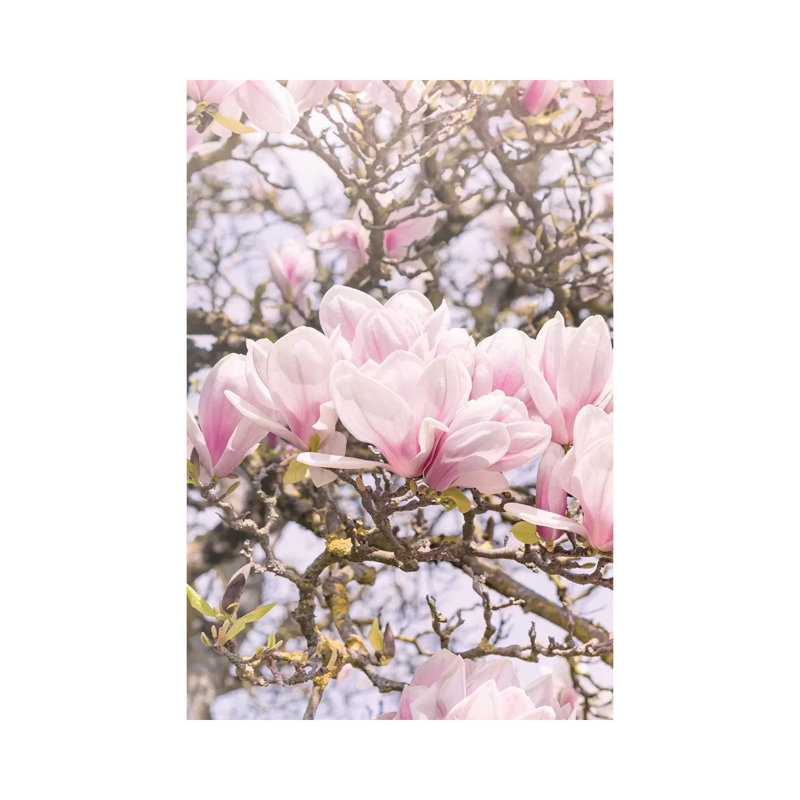 Blooming Magnolia In Montmartre Paris by Beli - Wrapped Canvas Print, 20.32 cm H x 30.48 cm W