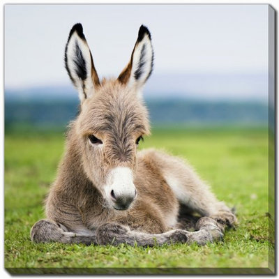 «Baby Donkey», art mural sur toile