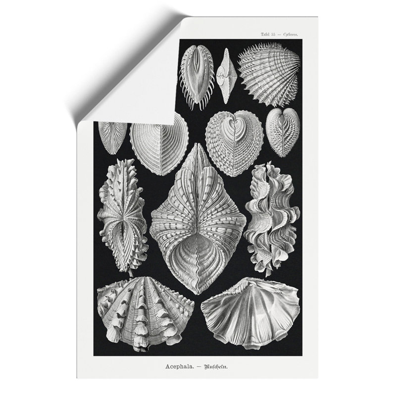 Seashells Acephala by Ernst Haeckel - Frameless Print, 42cm H x 30cm W x 0.1cm D