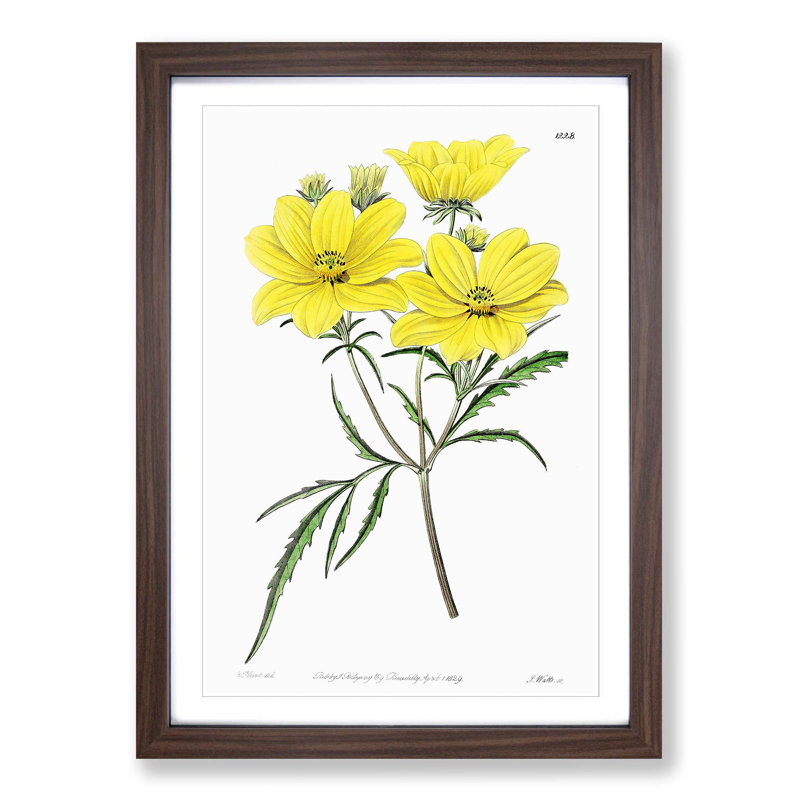 Yellow Tickseed Flowers - Framed Print, 65cm H x 48cm W x 2cm D, Walnut Framed