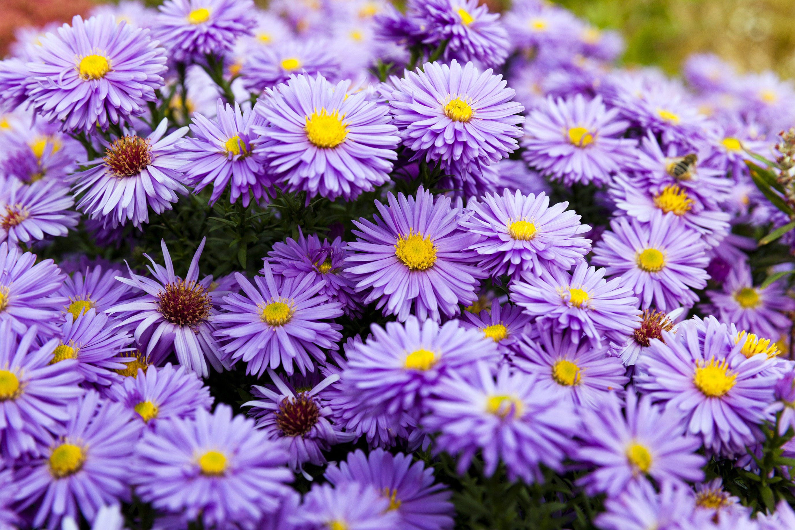 Ebern Designs Keylani Purple Flowers On Canvas by Ligora Photograph ...