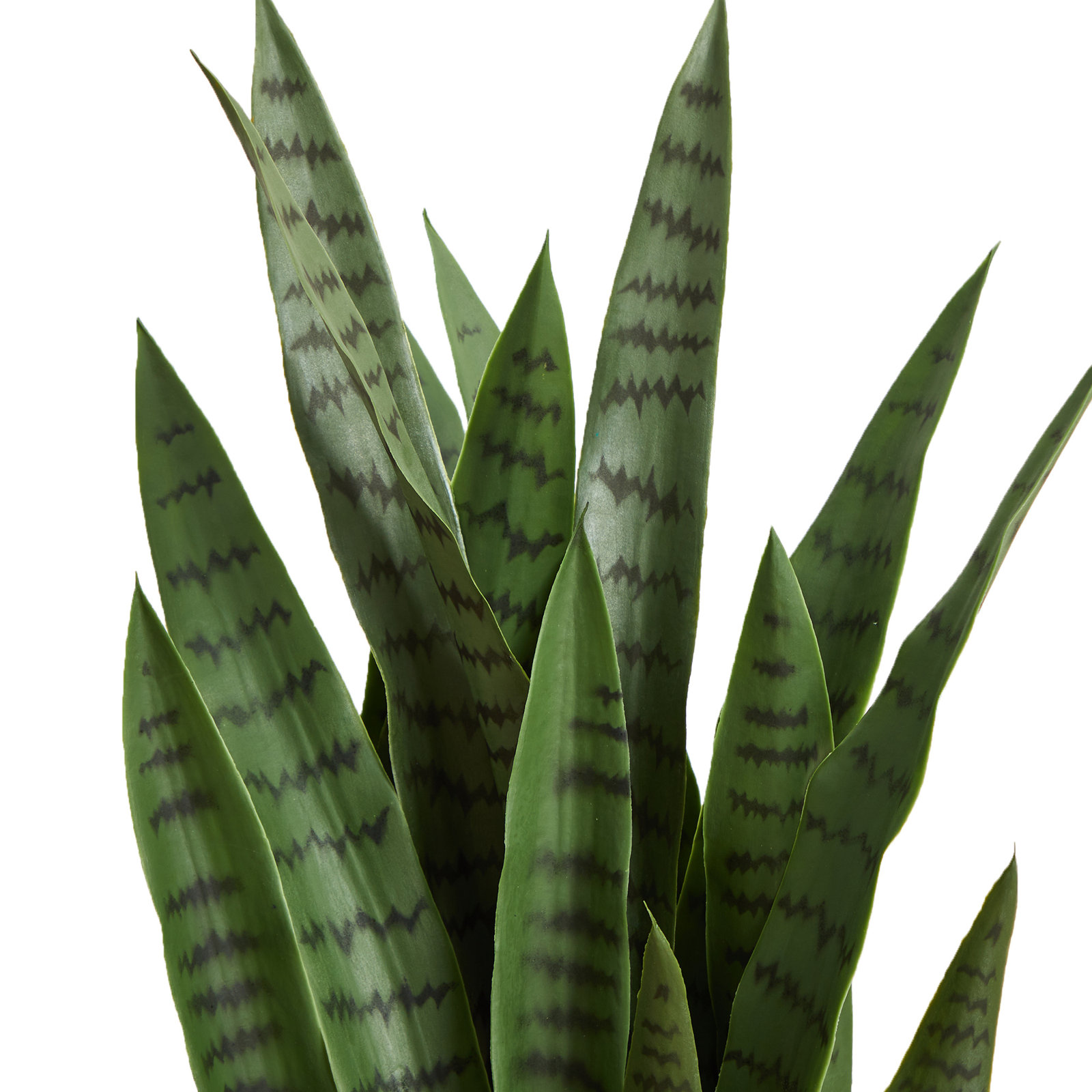 38" Snake Plant in Planter, Green