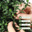 Faux Boxwood Tree-1214802316