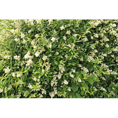 White Flowering Liqueur Hedge by Basieb