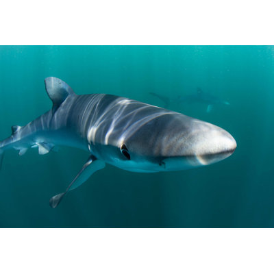 " Closeup Of Shark " by Velvetfish