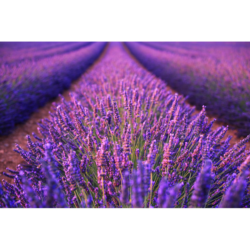 Lavender Field - Photographie sur toile tendue, H 8 po x l 12 po