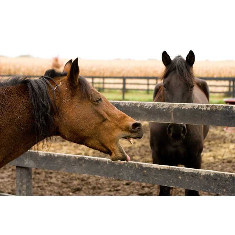 «Horsing Around» par Klosfoto, H 8 po x l 12 po