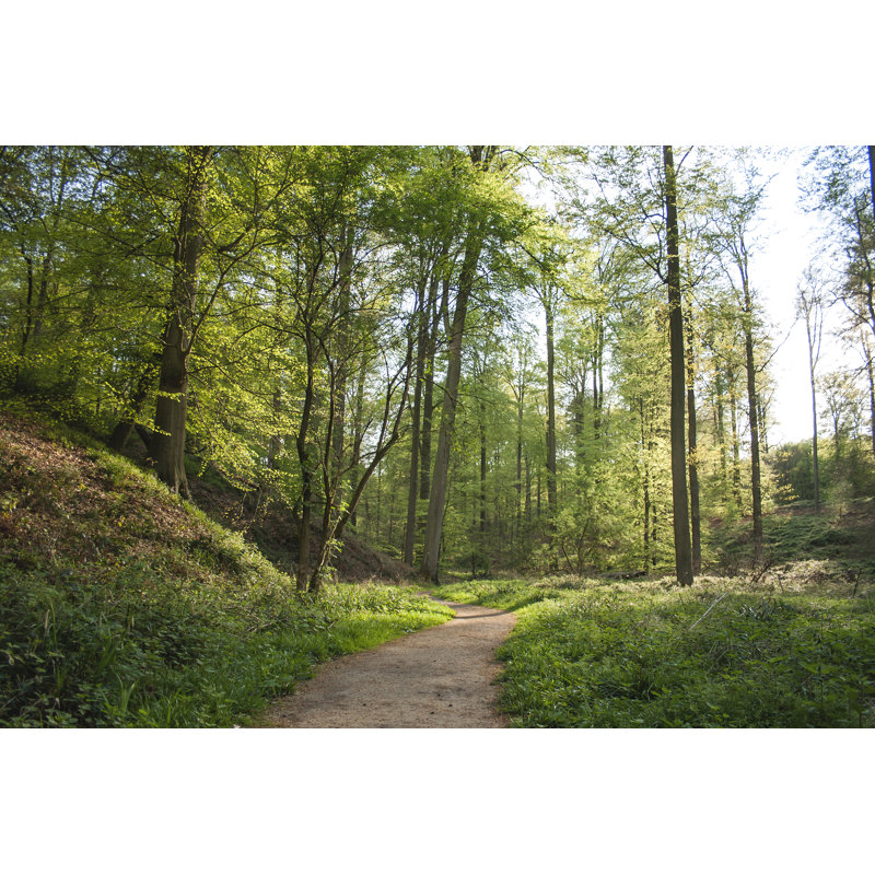 Green Forest - Wrapped Canvas Print, 30cm H x 46cm W x 3.8cm D