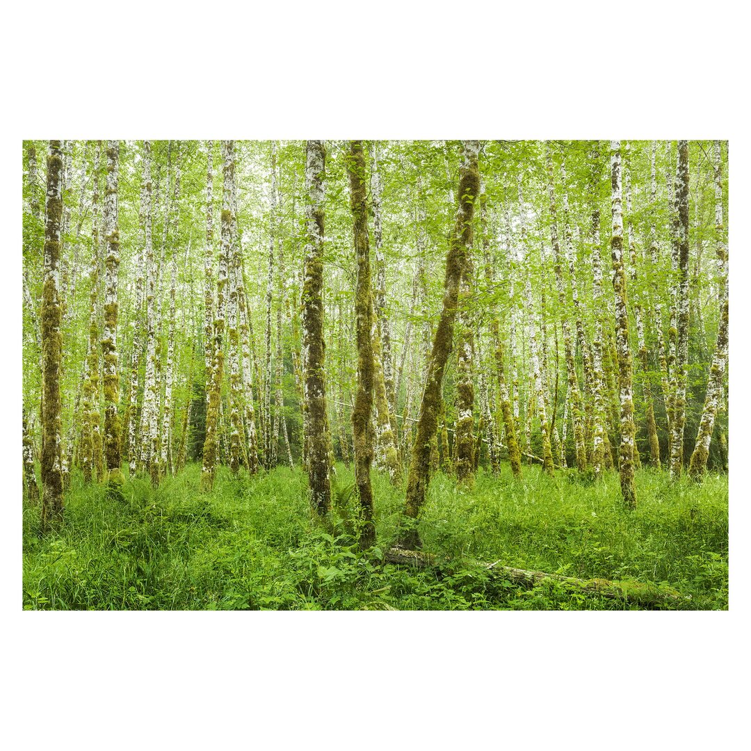 Matte Fototapete Hoh Rainforest Olympic National Park 3,2 m x 480 cm